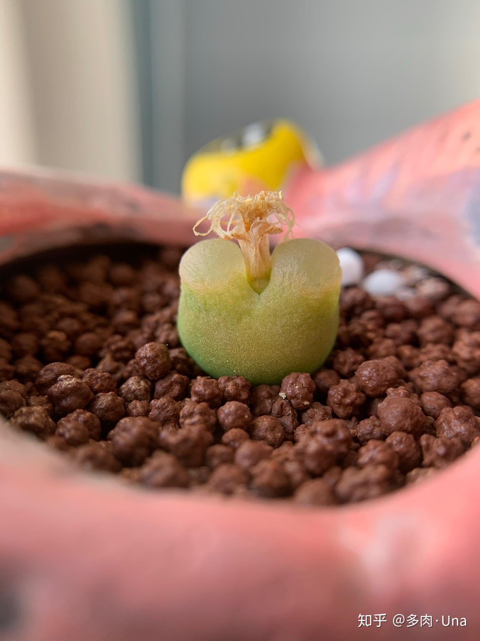 分享一颗毛汉尼开花98(更新中) - 知乎