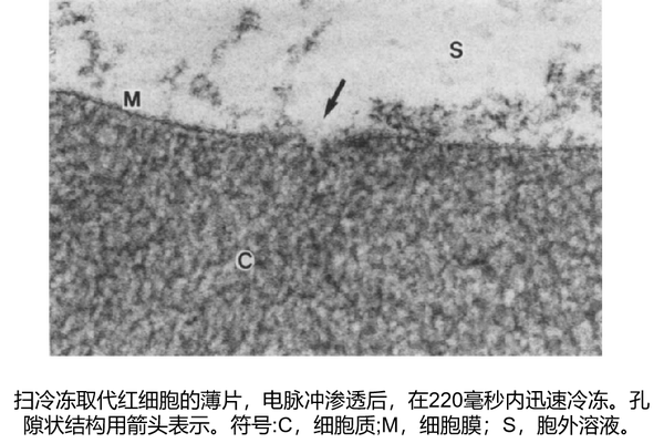 电穿孔你需要知道的那些事儿：电穿孔的孔 知乎