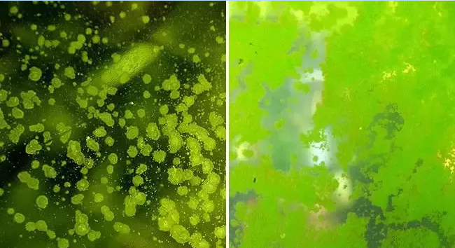 藻类防治如何识别和去除鱼缸中的绿尘藻