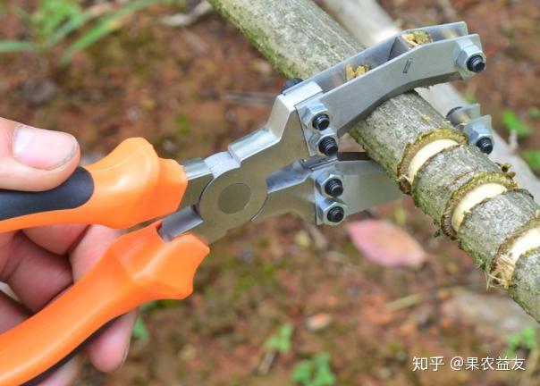 苹果长梢不长果,为何在枝干上"剥层皮",来年就"花多果多" - 知乎