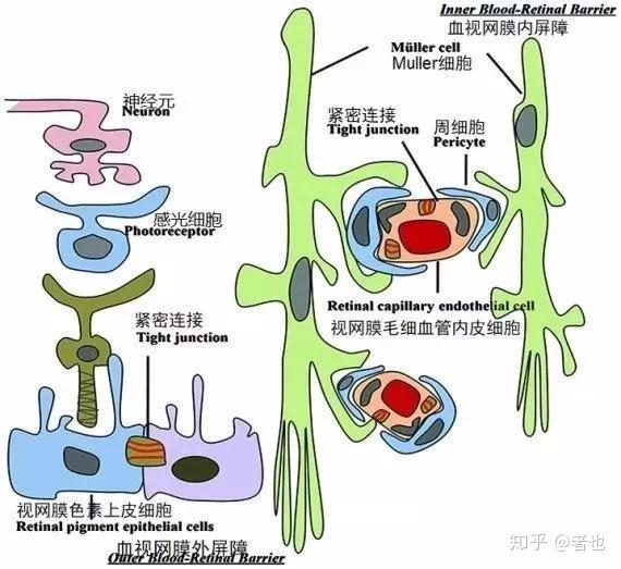 血视网膜屏障[3]血视网膜屏障细胞所拥有的发达的 紧密连接蛋白在屏障