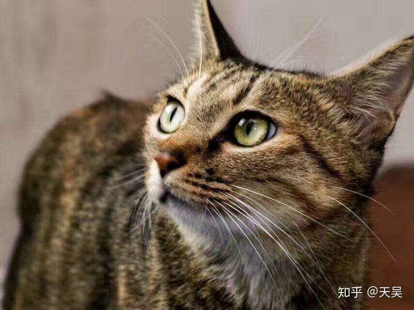 v2-80ad7a2a9481c038e248f1b5e38f3ac1_r.jpg