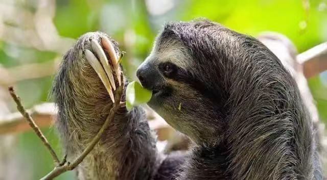 树懒究竟有多懒你们的flash有多难伺候