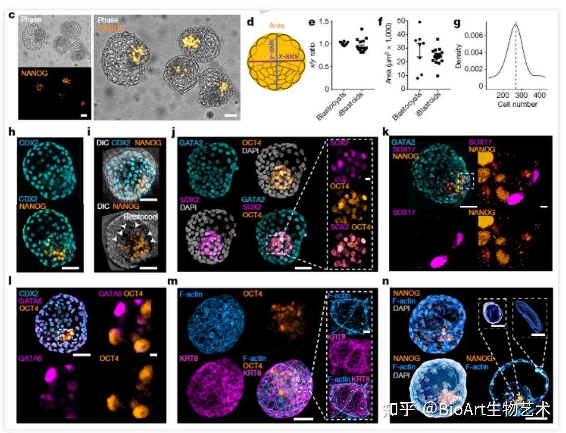 nature突破丨刘晓东陈家斌等首次构建人类胚胎样结构