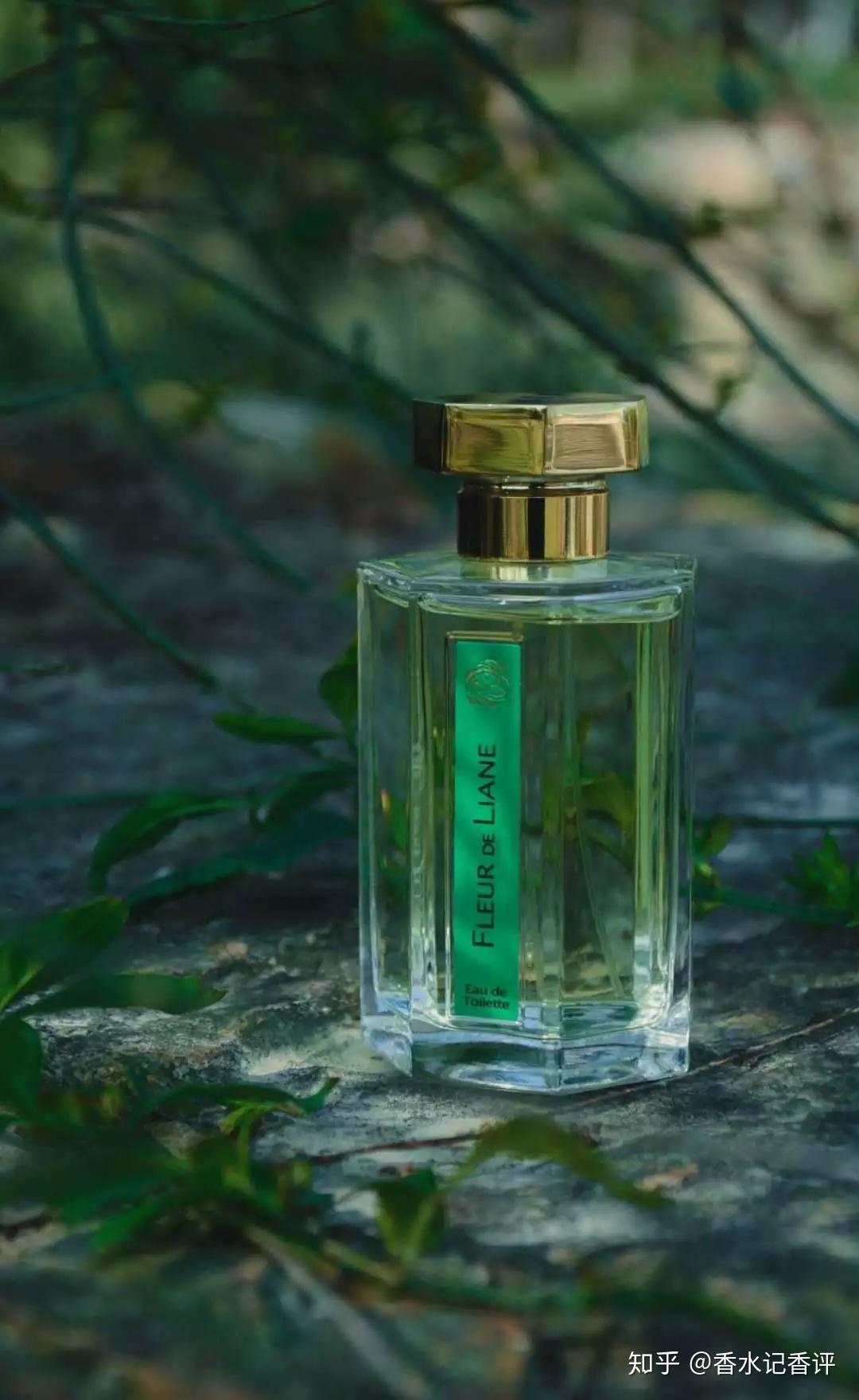 阿蒂仙香杉雨藤巴拿马热带雨林旅行印象