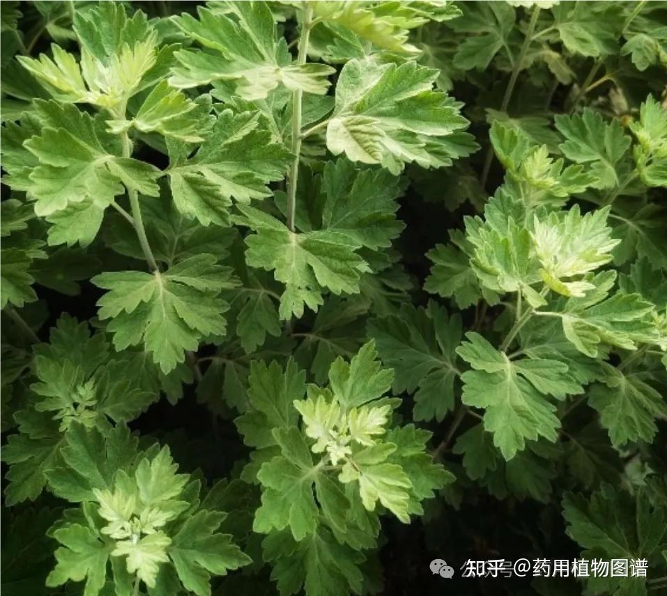 常见的10种菊科蒿属草药,教你一招快速辨别! - 知乎