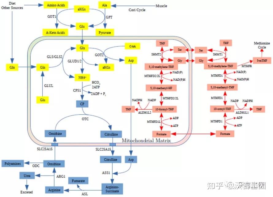 花10分鐘瞭解國自然基金熱點方向腫瘤中的免疫細胞代謝值得收藏沃吉