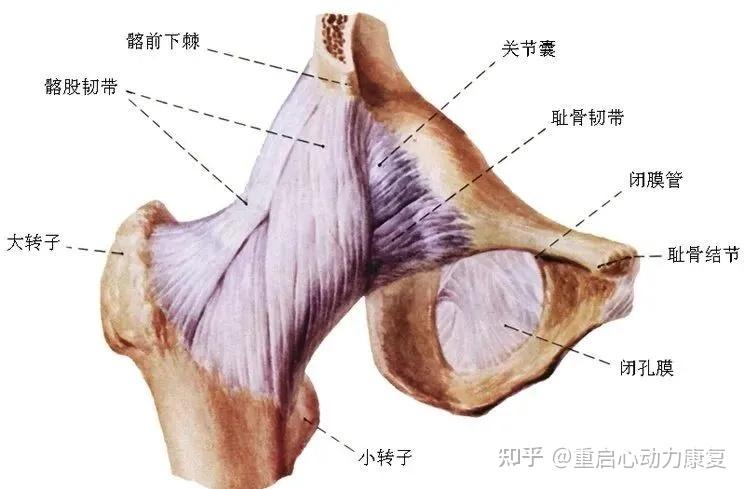 髋关节(前面观):髋的位置和解剖01目前生活中,久坐是大部分的常态