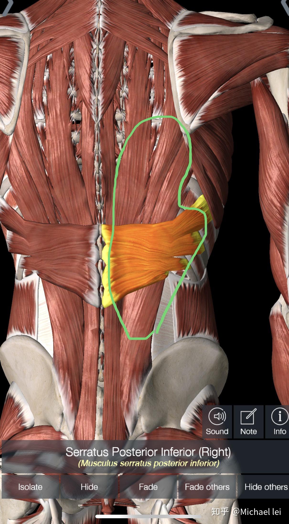 脊柱起立筋と腰痛の関係 | 名古屋 栄 タイコ接骨院