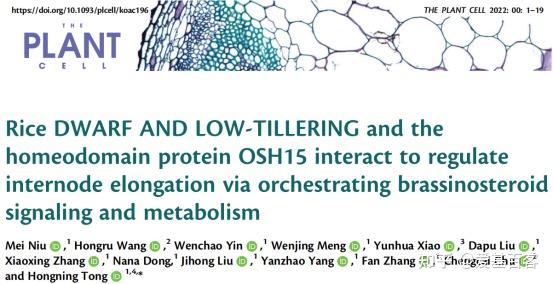 客户文章 Chip Seq助力揭示水稻油菜素内酯信号调控株高的机制 知乎
