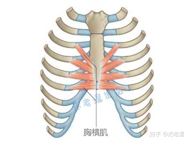 横纹肌结构示意图图片