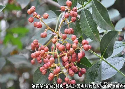 中药材：花椒 - 知乎