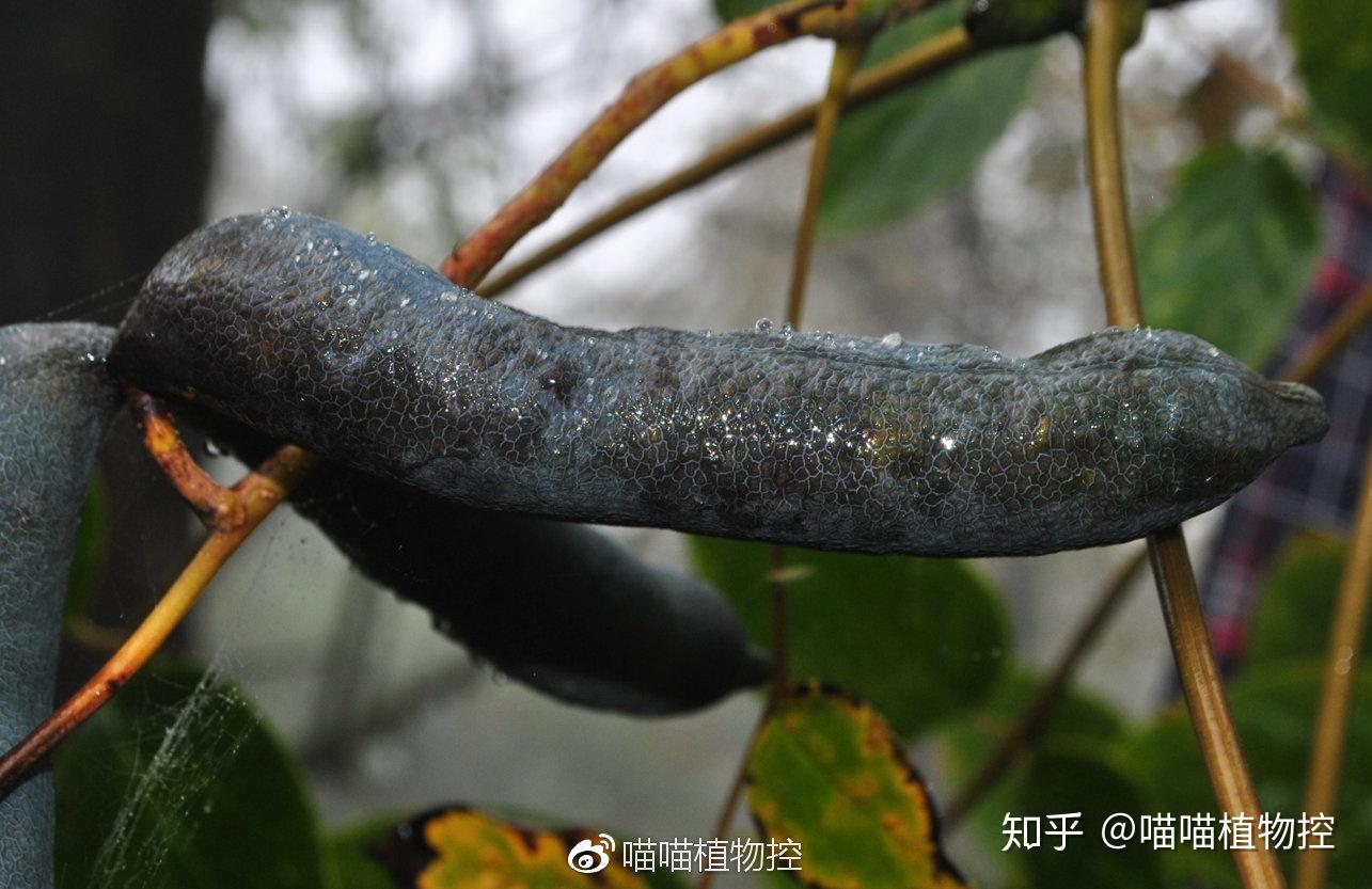 它们更存在于人体的粪便,尿液和汗液中,3-甲基吲哚是一种吲哚类化合物