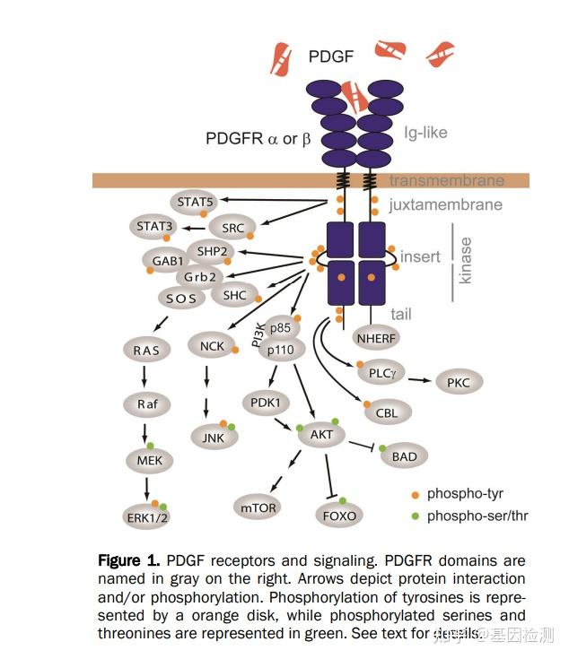 PDGFRA基因与癌症 - 知乎