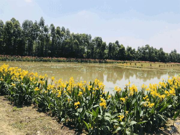 番禺东涌绿道湿地公园图片