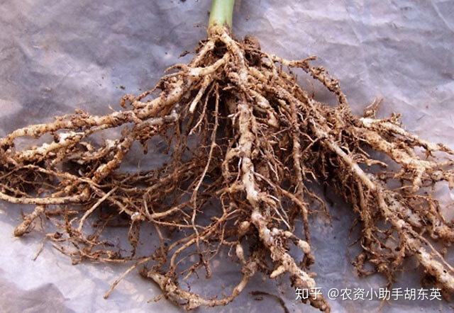 一,菠菜根结线虫病的症状