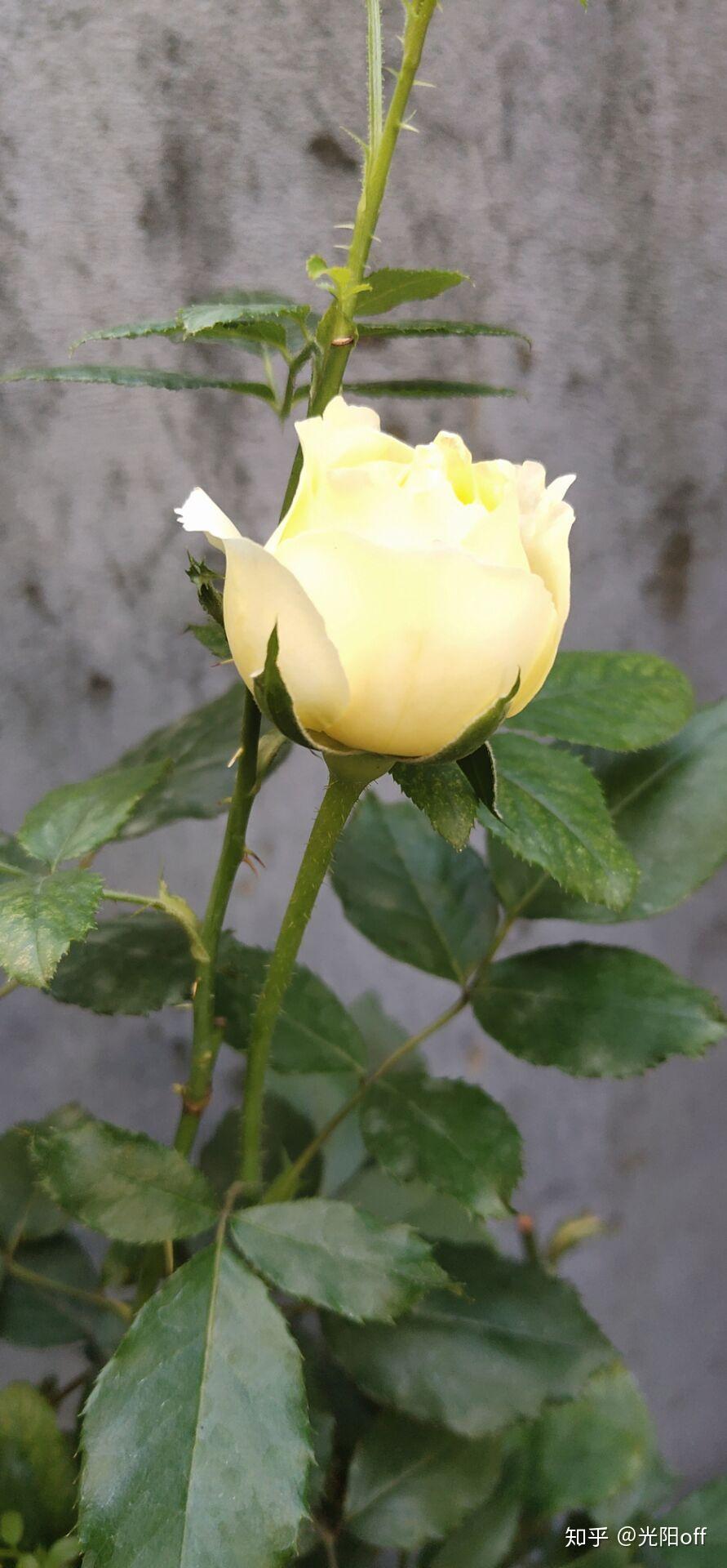 一株花的过程 - 知乎
