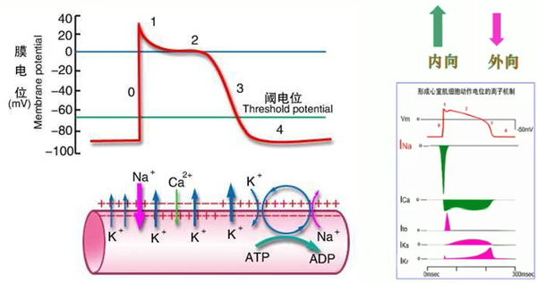 生理27电压之钳下霍奇金的动作电位实验