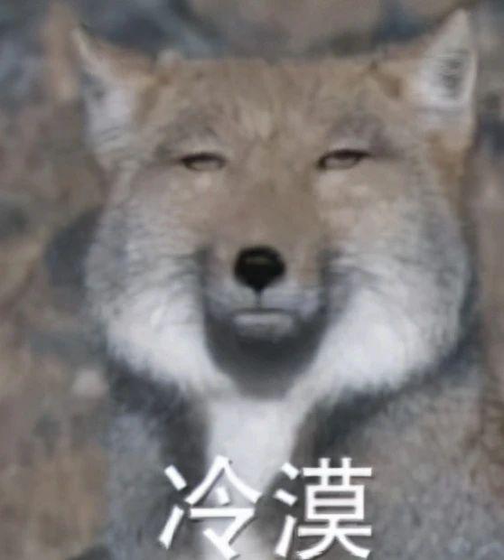 无穷小亮的科普日常表情包大全小亮双节棍动图无穷小亮藏狐无穷小亮