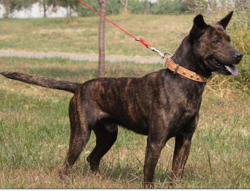 它们看着像土狗 其实很多都是 名犬 能认出来的没几个 知乎 它们看着像土狗 其实很多都是 名犬 能认出来的没几个 知乎