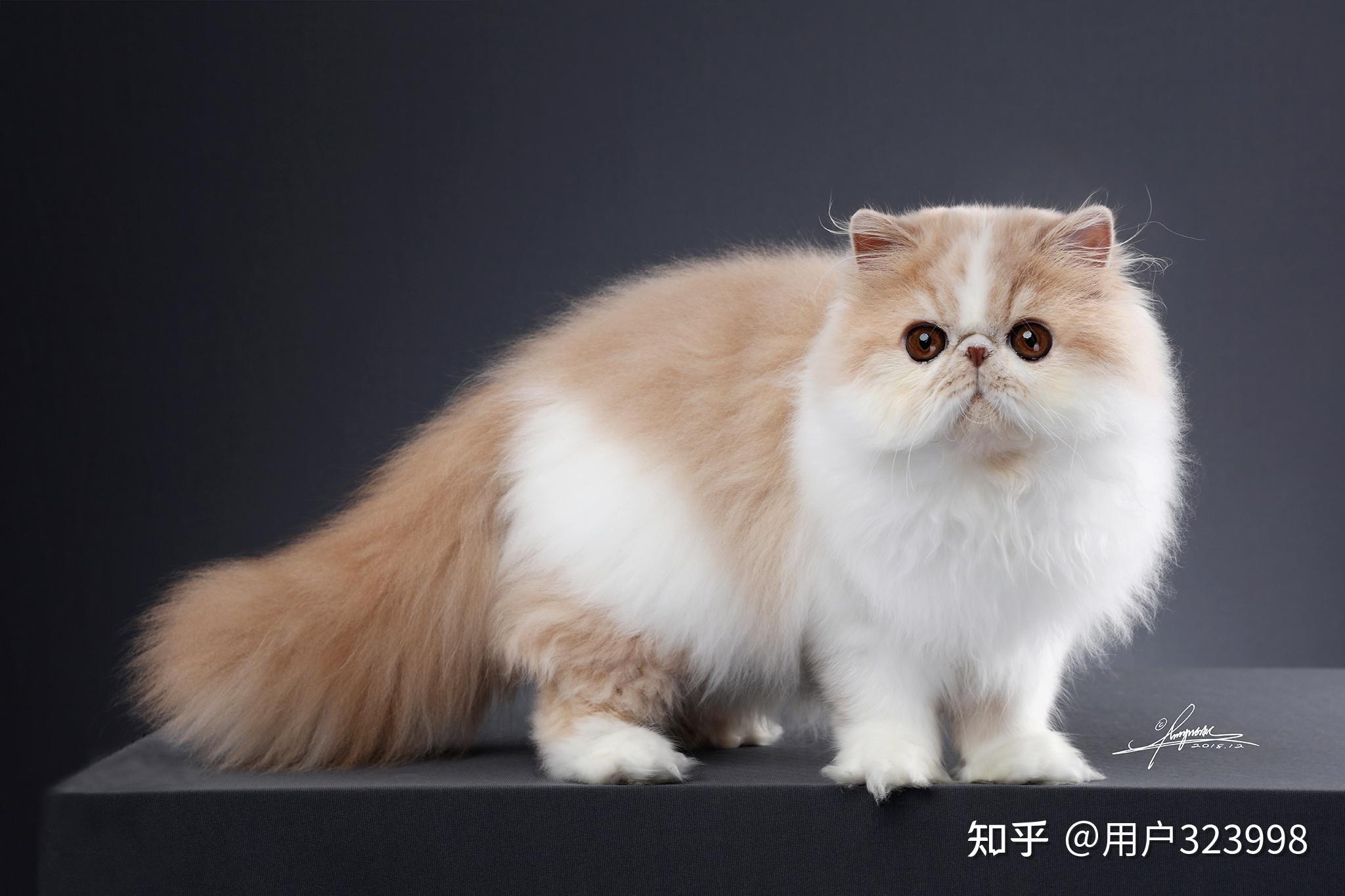 饲养波斯猫,要注意这6点,不然猫咪很容易生病