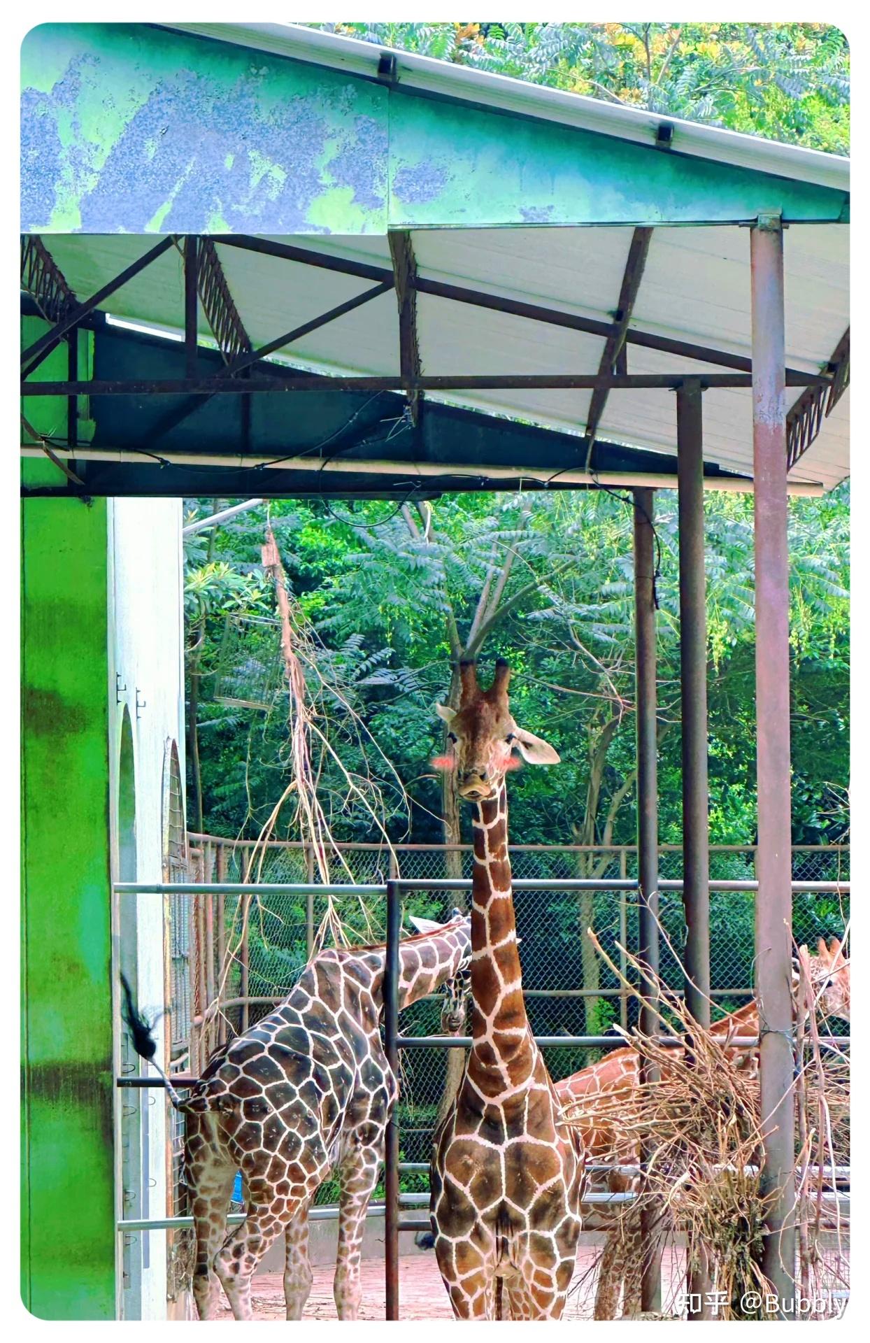 南京红山森林动物园游玩攻略 - 知乎