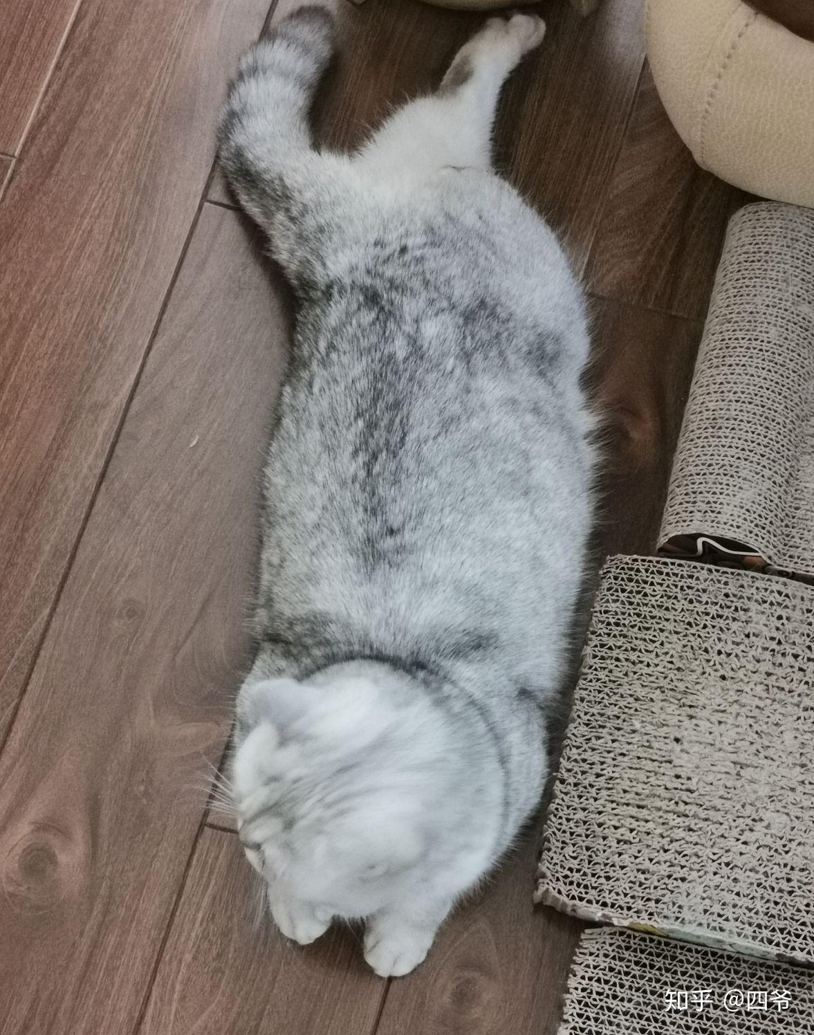 猫咪这样趴着正常吗