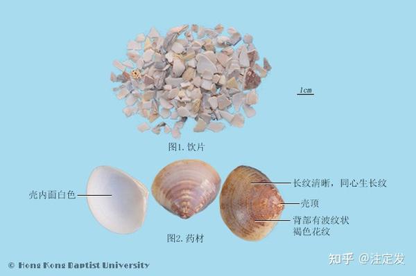 中药学——蛤壳——清热化痰，软坚散结，制酸止痛。用于痰火咳嗽，胸胁疼痛，痰中带血，瘰疠瘿瘤，胃痛吞酸；外治湿疹，烫伤。 - 知乎