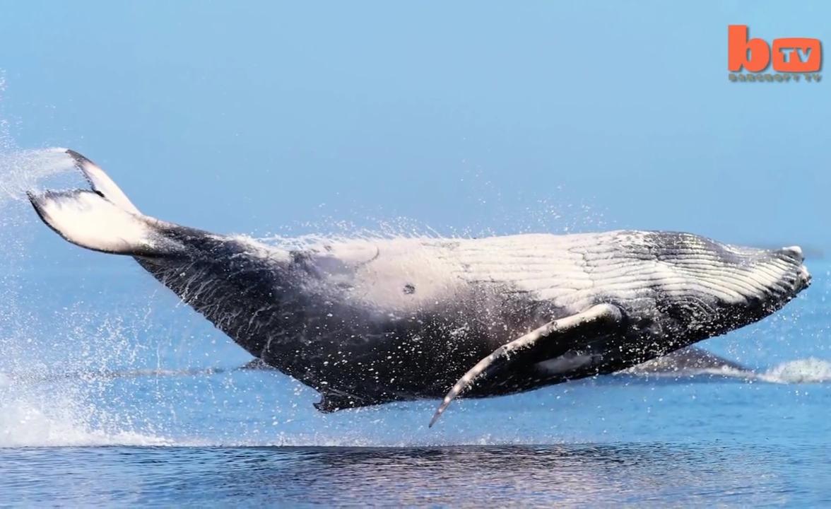 野外抓拍到悬浮在空中的鲸鱼