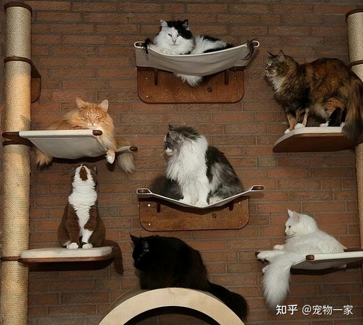 多猫家庭是什么体验？8年养猫人告诉你