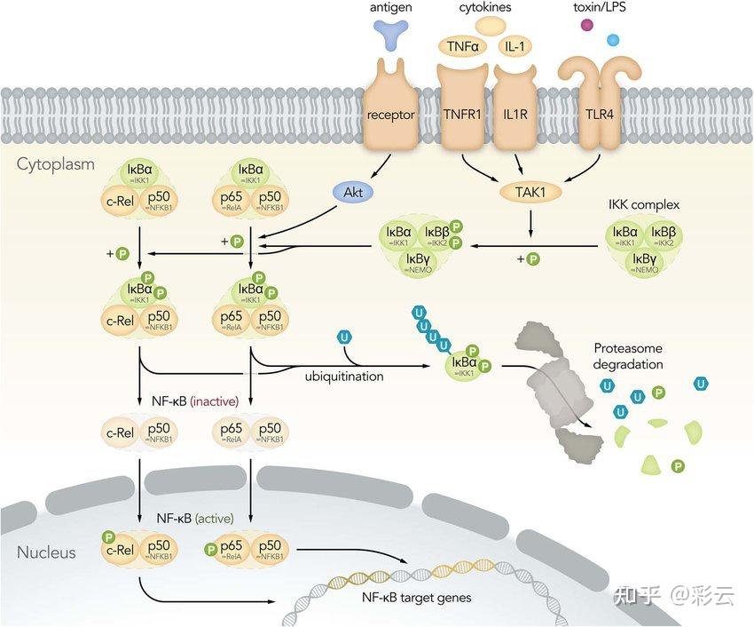 cgassting信号通路发现史上