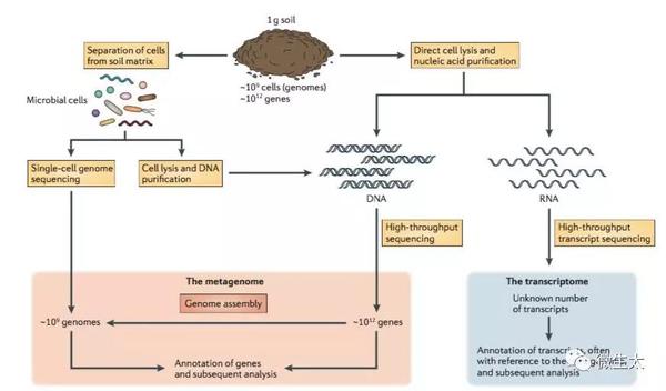 综述 组学技术在土壤微生物生态学研究中的应用 知乎