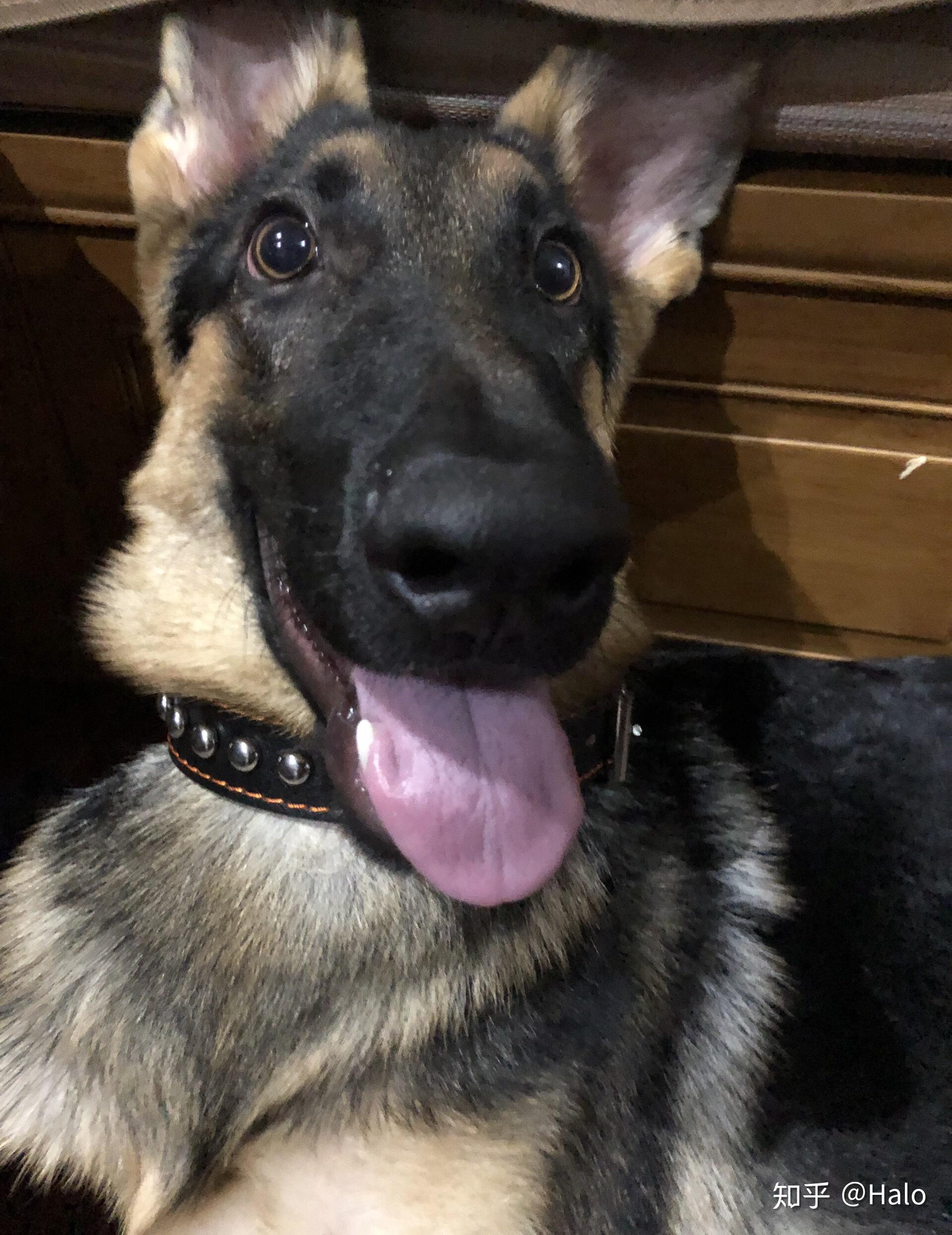 养只大狼狗足矣