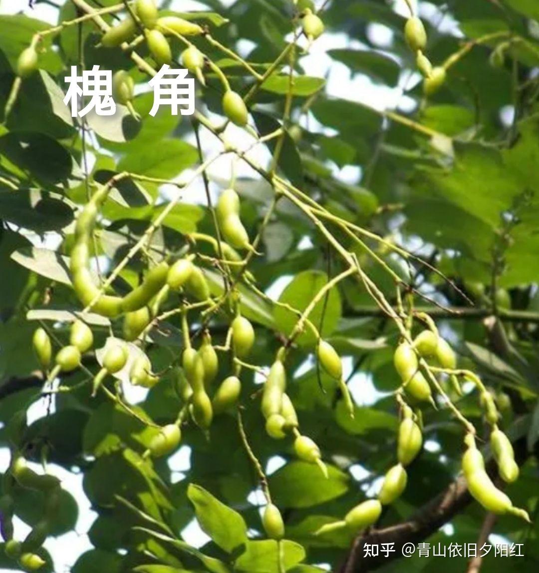 中药槐花的功效主治 - 知乎