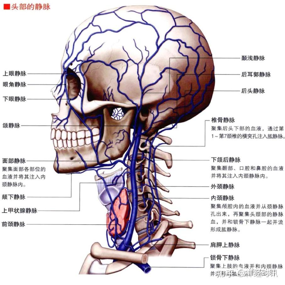 3D解剖丨头颈部、颅脑,满是干货速收藏 - 知乎