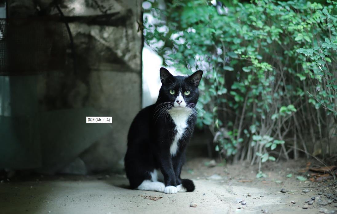 猫猫保健品——猫薄荷的神奇功效 知乎 