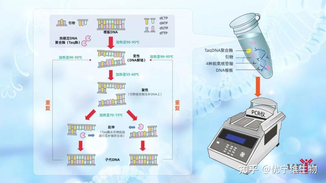 分子技术#∣终于有人将PCR一次性介绍清楚啦! - 知乎
