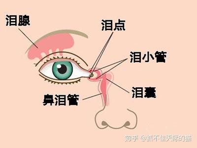 v2-8125c38977cb78b683b166f76d11f85d_b.jpg