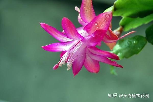 蟹爪兰难以养护 这几个小方法就可以让你蟹爪兰开花不断 知乎