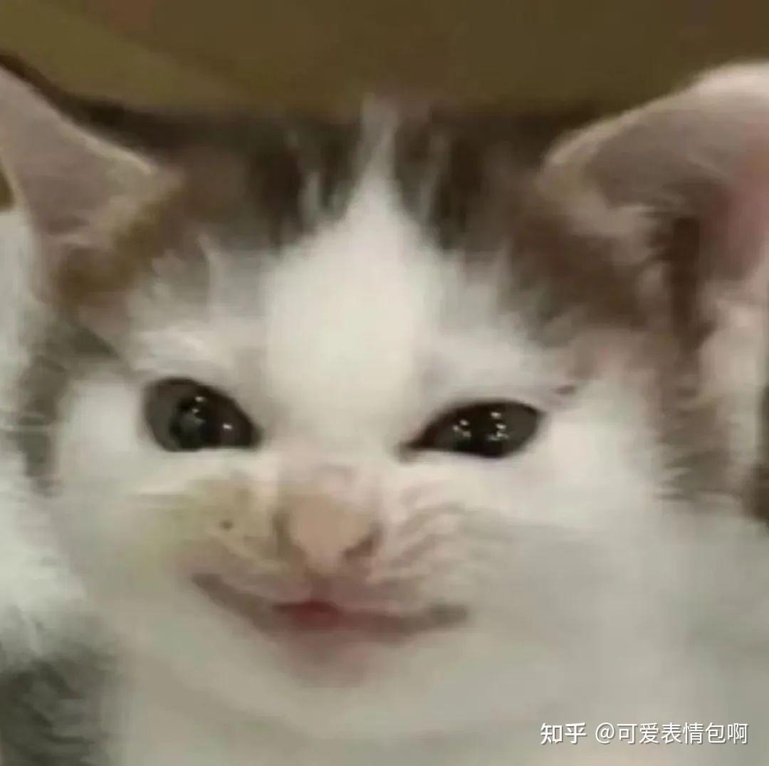 猫meme 邪恶小鼻嘎表情包 - 知乎