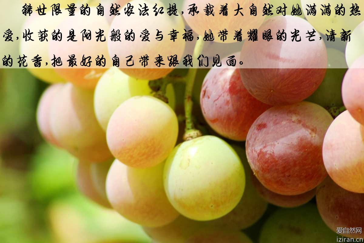 想在本地卖进口水果、精品水果,进货渠道哪里