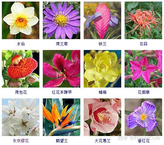 花间密码│史上最全观花植物名称梳理来啦! - 知乎