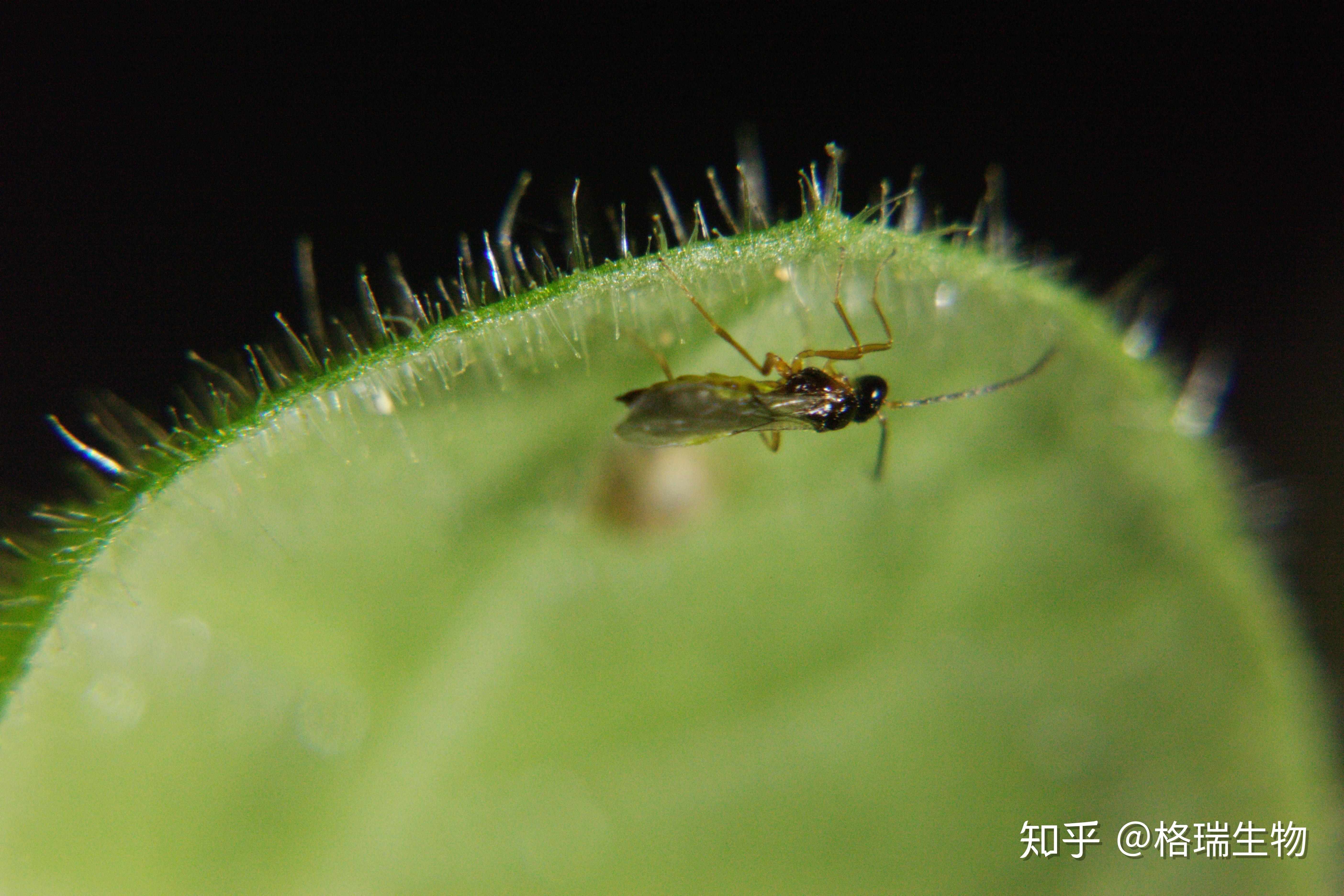 一只蚜茧蜂的诞生