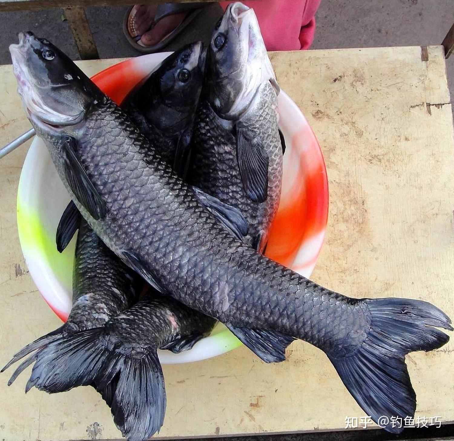 为什么青鱼是肉食性鱼类会喜欢吃素呢青鱼的摄食习性和用饵技巧