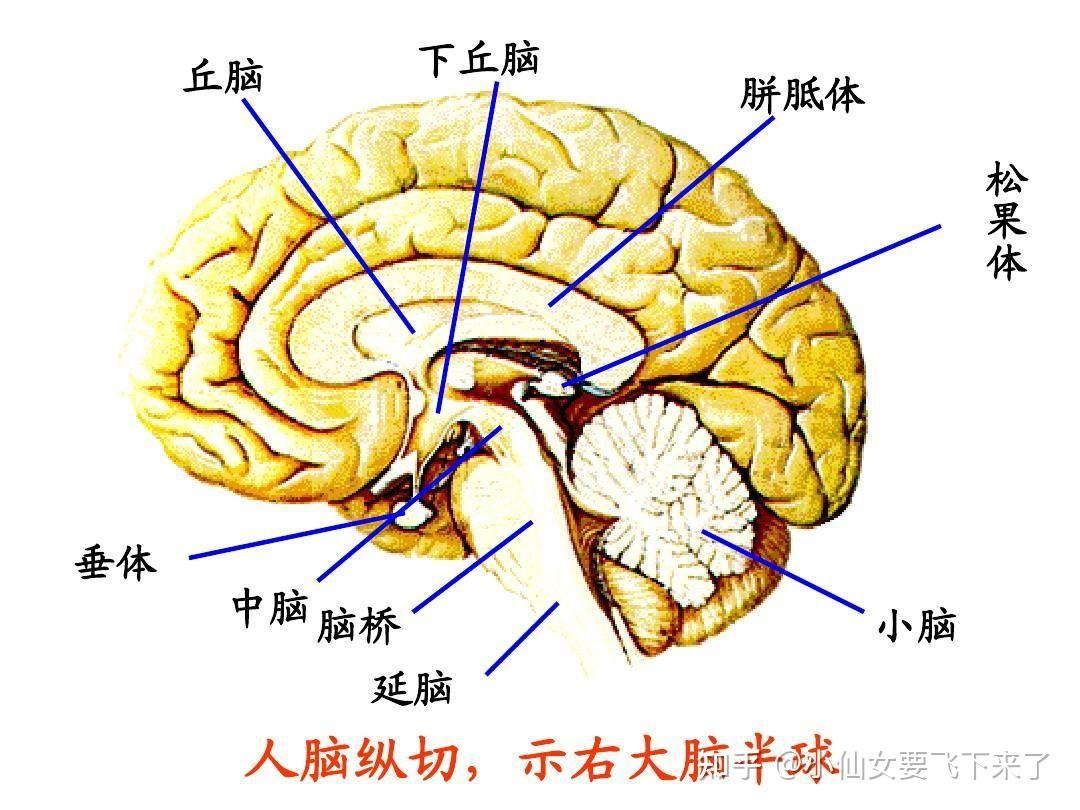 头部大脑小脑结构图图片