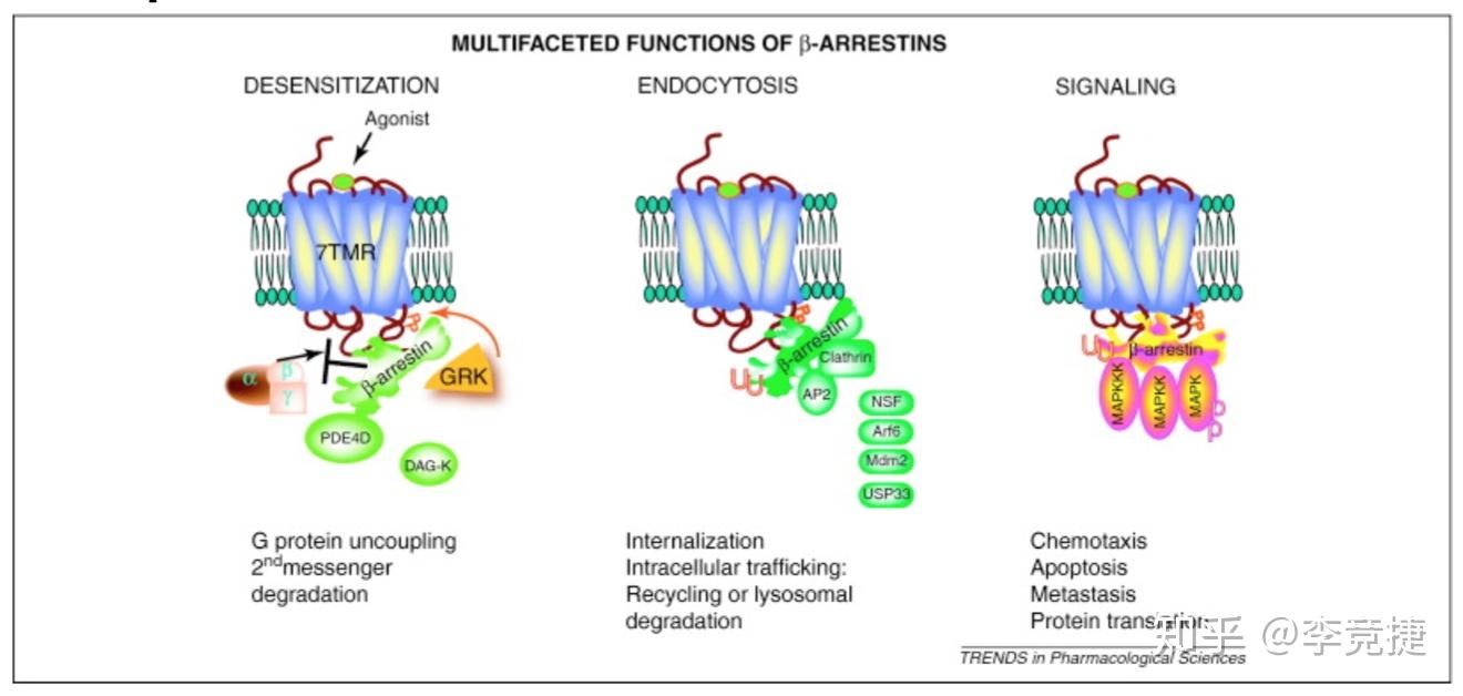 1) g蛋白受体激酶 - grksgpcr去敏化(desensitize)的第一步是