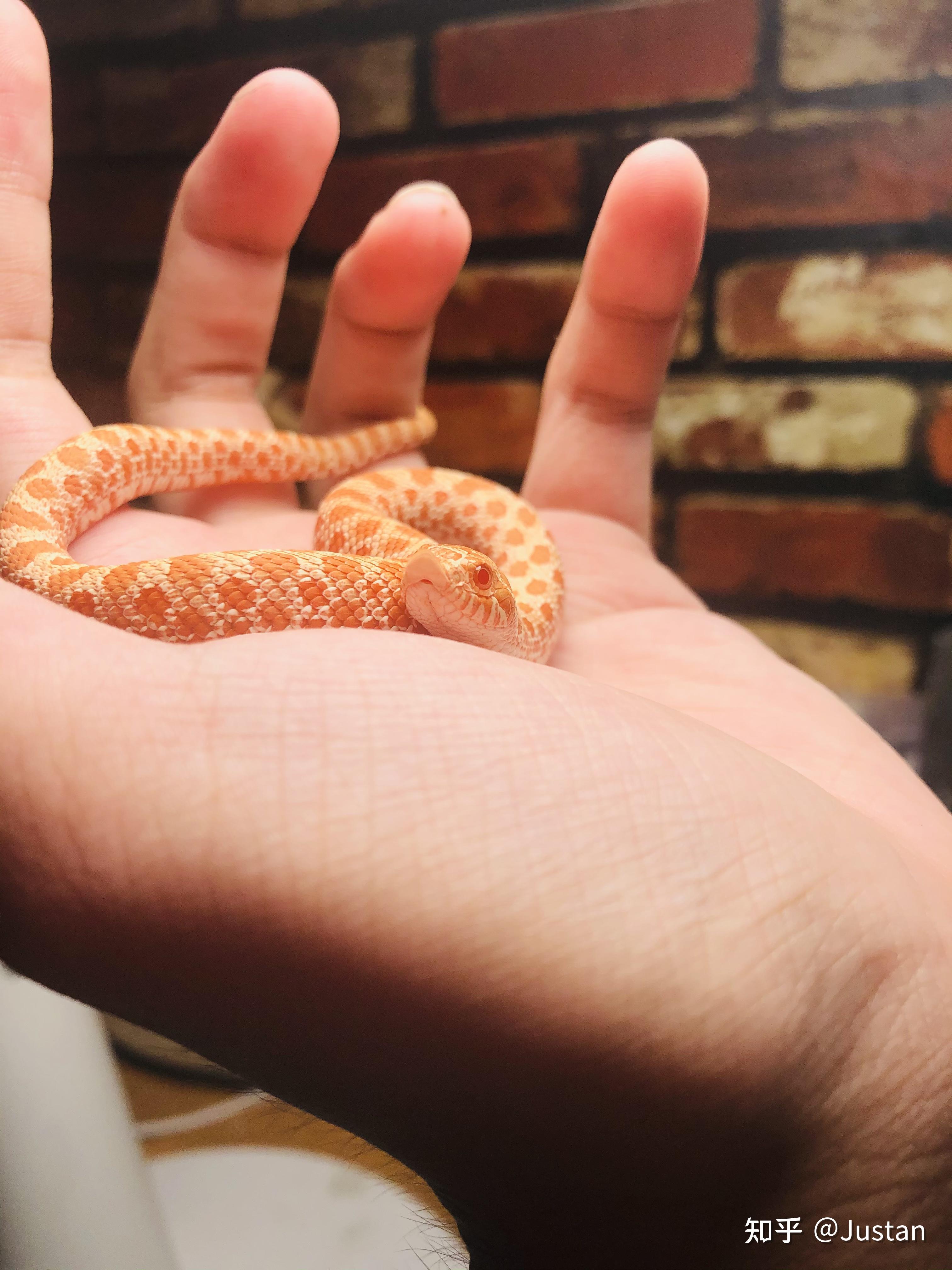 在哪里可以买到宠物玉米蛇? - 知乎