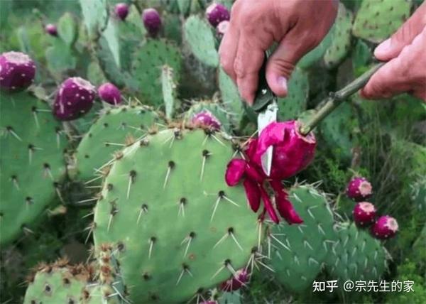 养了20年仙人掌，成7米“仙人树”，挂满“仙人果”，稀奇又值钱 知乎 