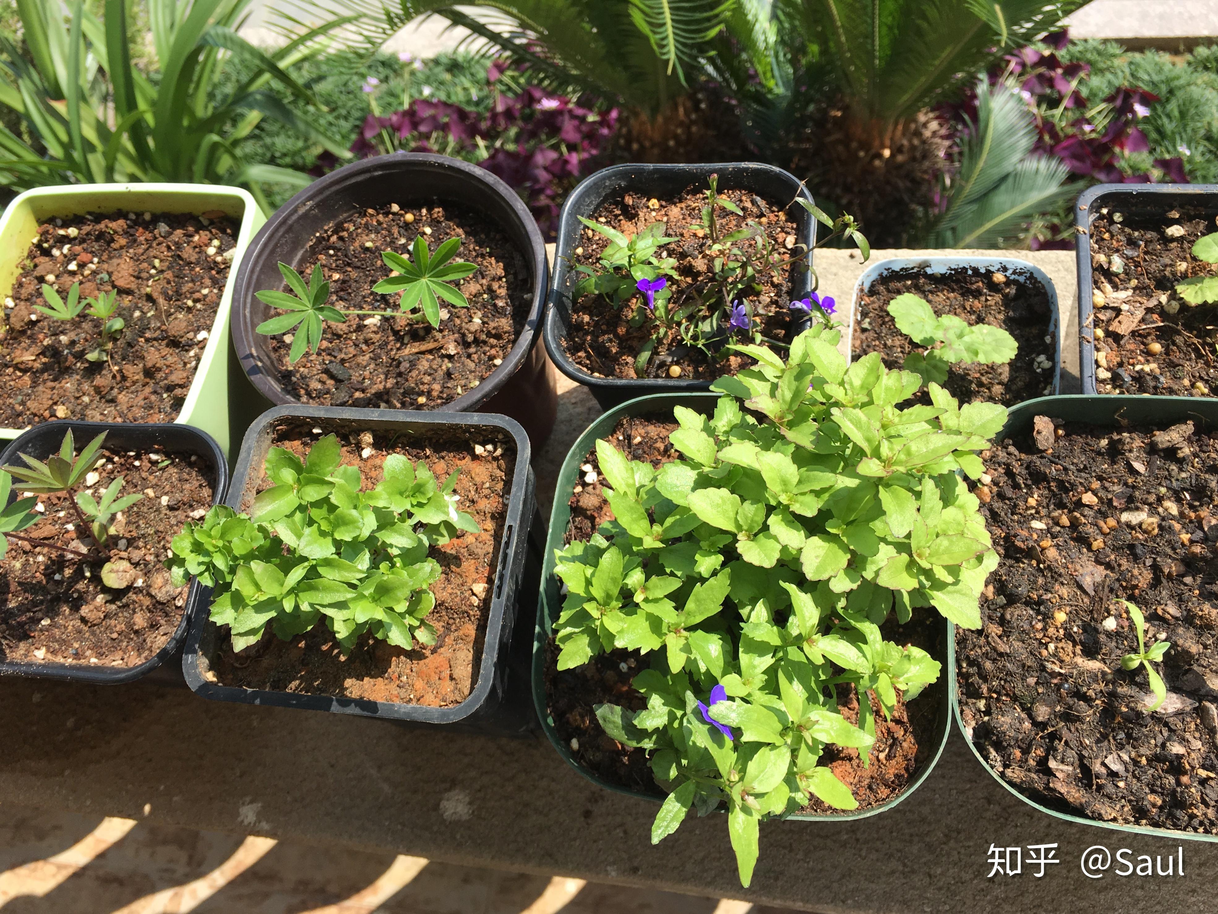 六倍利怎么种呀有没有幼苗的实图