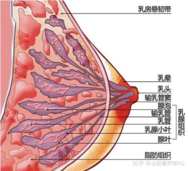 大乳头 原因图片